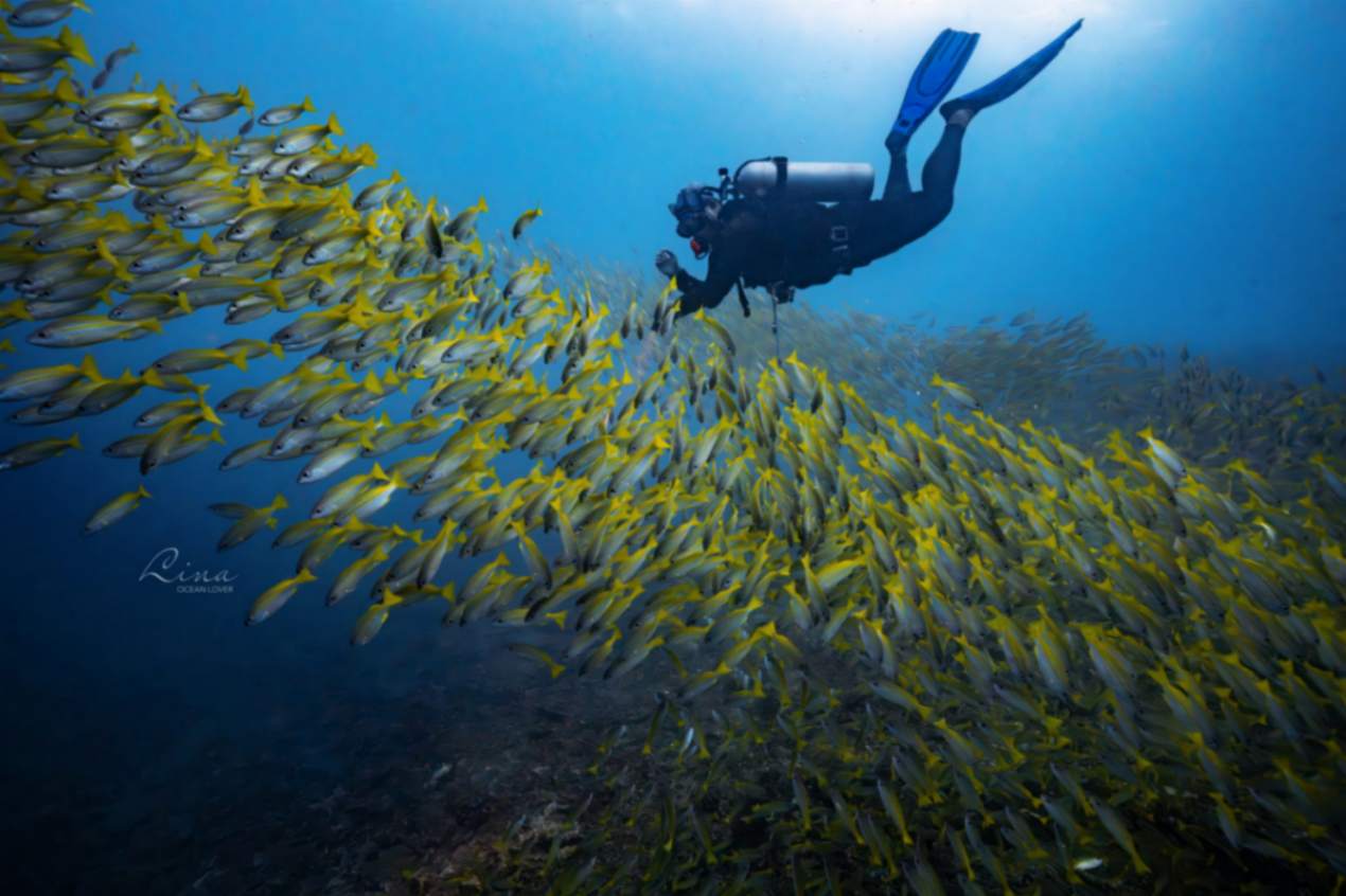 Scuba Diving in Malaysia 2026