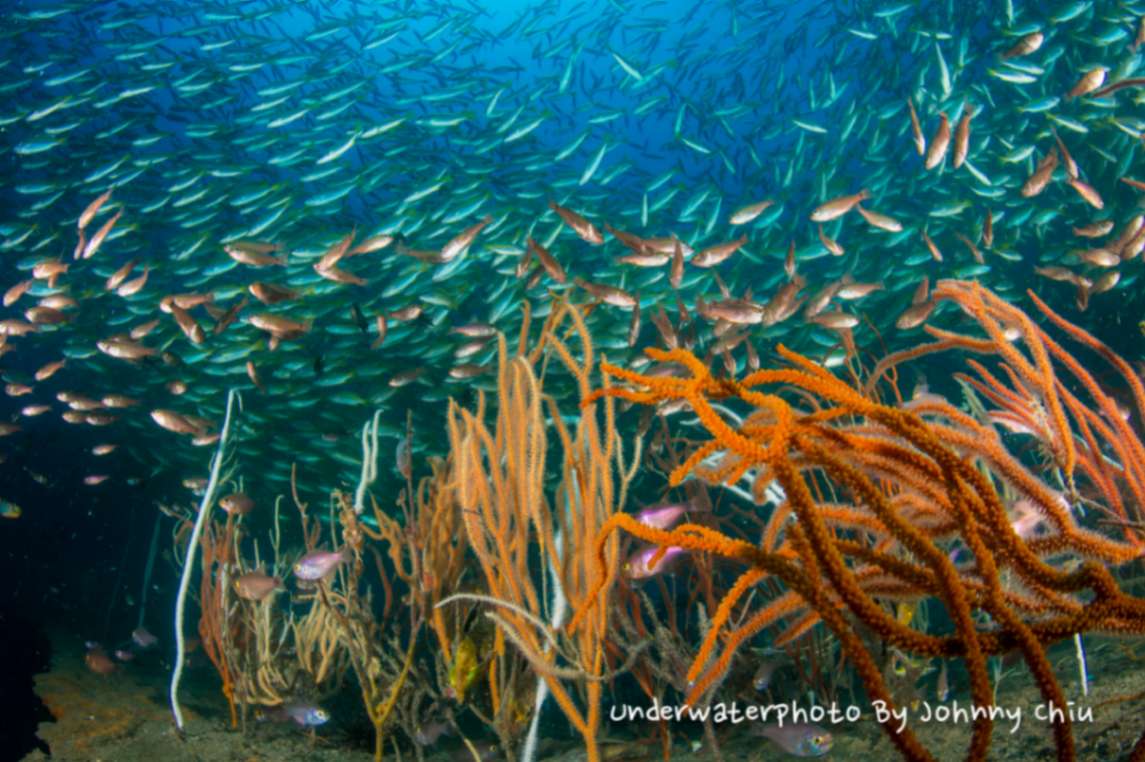 The Ultimate Guide to Diving in Malaysia 2026