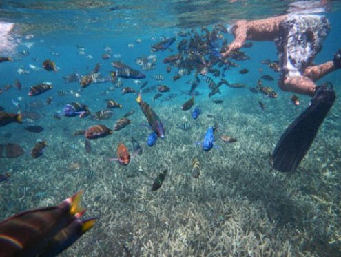 3 Days 2 Nights Fullboard Snorkelling