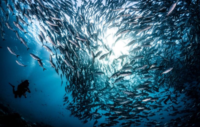 Sipadan Diving Packages