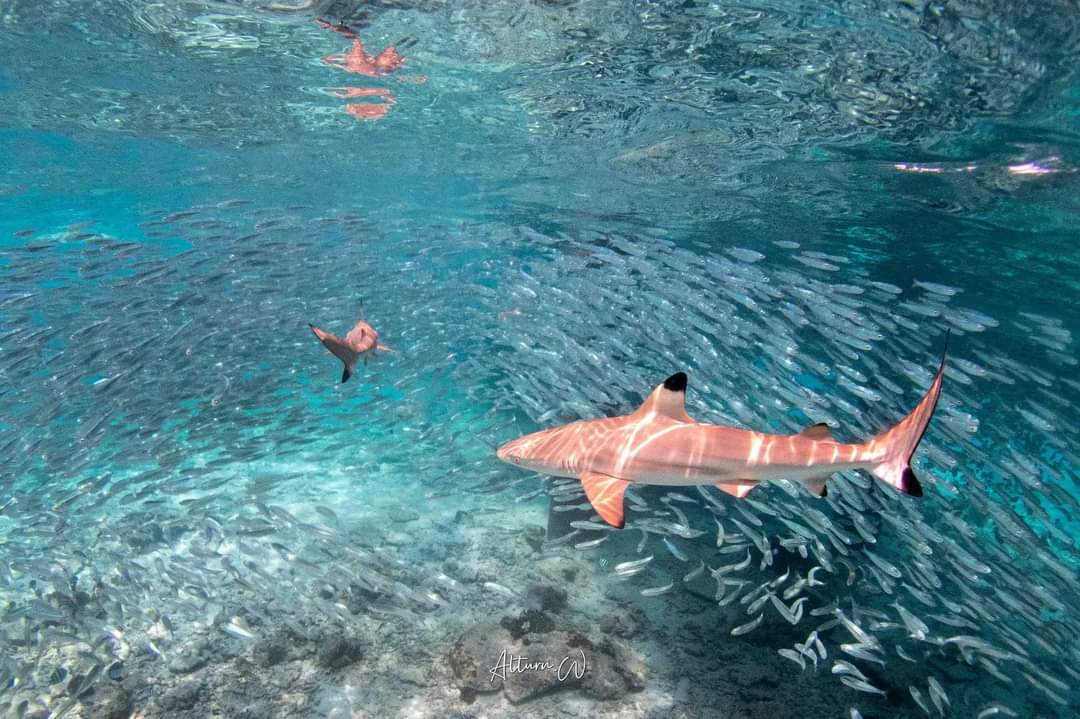 resort gallery tertiary image