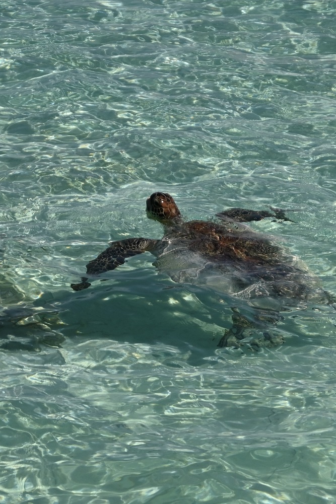 resort gallery secondary image