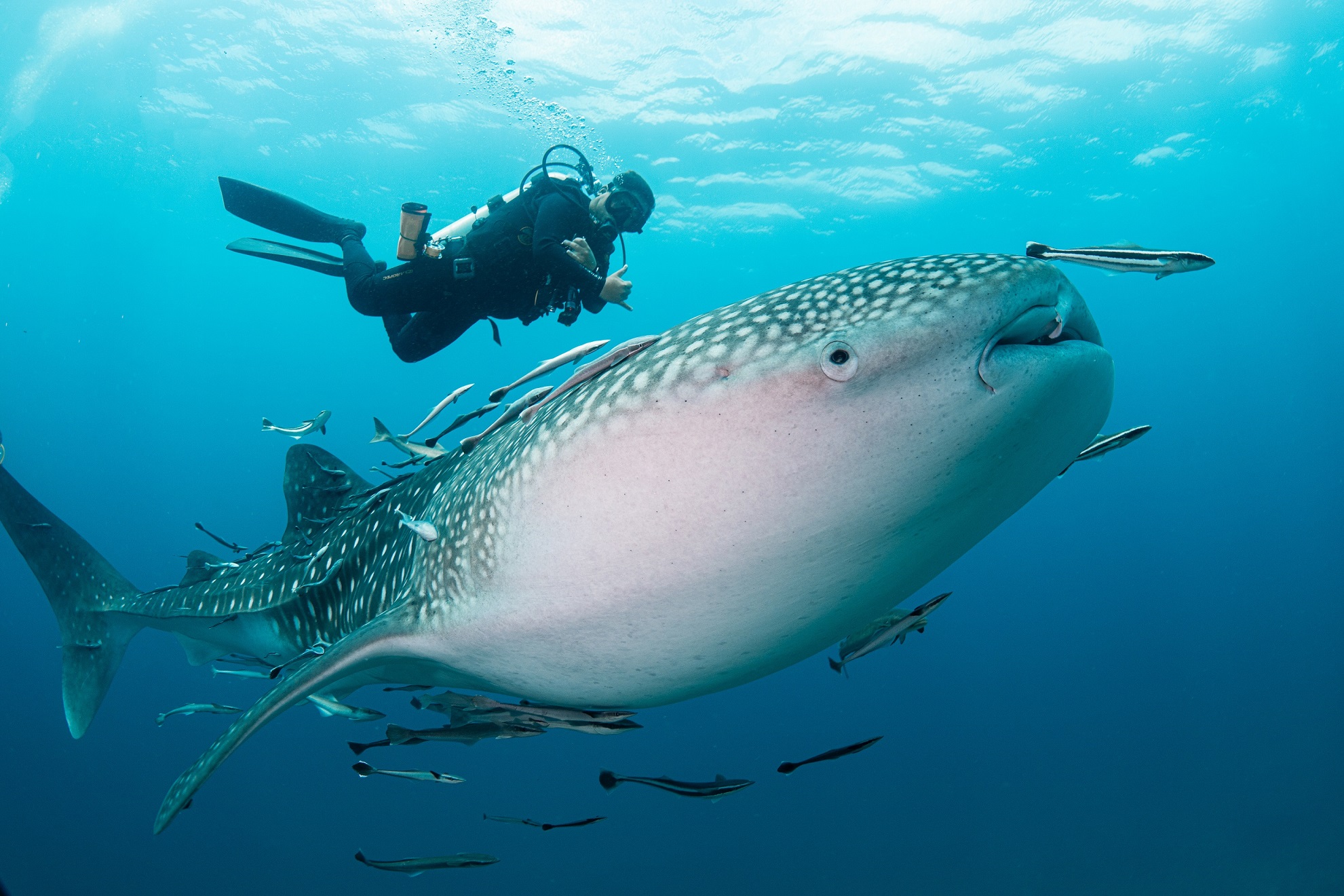 The One Tenggol Island Resort