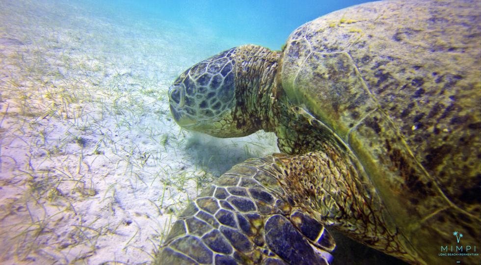 resort gallery tertiary image