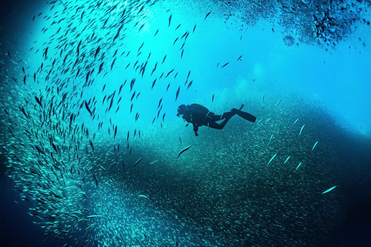 Sipadan Diving